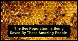 You Won’t Believe What People Are Doing To Save The Bee Population You Won’t Believe What People Are Doing To Save The Bee Population