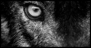Which Animal Were You In A Past Life? Which Animal Were You In A Past Life?