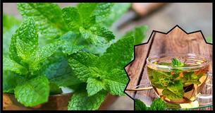 Use this Common Herb for Fast and Effortless Weight Loss Use this Common Herb for Fast and Effortless Weight Loss