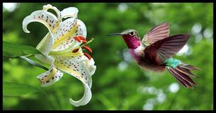 7 Simple Ways You Can Turn Your Garden Into A Hummingbird Haven 7 Simple Ways You Can Turn Your Garden Into A Hummingbird Haven