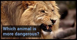 Are You An Animal Whiz And Can You Tell Us Which Animal Is More Dangerous? Are You An Animal Whiz And Can You Tell Us Which Animal Is More Dangerous?
