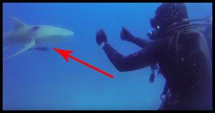 Diver Terrified By Shark’s Strange Behavior Until He Looks At Its Belly And Sees The Scary Truth Diver Terrified By Shark’s Strange Behavior Until He Looks At Its Belly And Sees The Scary Truth