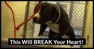 The Heartbreaking Moment This Shelter Dog Realizes That A New Leash Means A New Home Will Bring You To Tears The Heartbreaking Moment This Shelter Dog Realizes That A New Leash Means A New Home Will Bring You To Tears