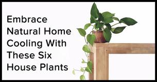 These Six Plants Will Help Keep Your Home Cool This Summer These Six Plants Will Help Keep Your Home Cool This Summer