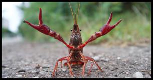 This Crayfish Made The Ultimate Sacrifice To Avoid Being Boiled Alive - And It Worked This Crayfish Made The Ultimate Sacrifice To Avoid Being Boiled Alive - And It Worked