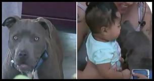 When House Goes Up In Flames, Pit Bull Saves Infant From The Fire When House Goes Up In Flames, Pit Bull Saves Infant From The Fire