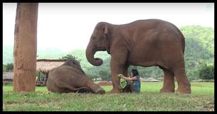 Watch This Mama Elephant “Ask” Rescuer To Sing Her Baby A Lullaby Watch This Mama Elephant “Ask” Rescuer To Sing Her Baby A Lullaby
