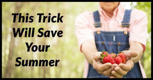 Farmers Keep Strawberries Fresh For WEEKS With This Trick Farmers Keep Strawberries Fresh For WEEKS With This Trick