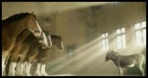 This Little Donkey Has The Internet Cracking Up As He Desperately Pleads To Be A Clydesdale This Little Donkey Has The Internet Cracking Up As He Desperately Pleads To Be A Clydesdale