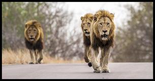 Men Kidnap And Beat 12-Year-Old Girl But They Don't Realize 3 Lions Are Watching Her Back Men Kidnap And Beat 12-Year-Old Girl But They Don't Realize 3 Lions Are Watching Her Back