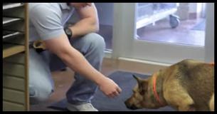 Cameras Catch The Moment This Lost Dog First Recognized It's Owner After 7 Months Apart - And The Result Has Us All Sobbing Cameras Catch The Moment This Lost Dog First Recognized It's Owner After 7 Months Apart - And The Result Has Us All Sobbing