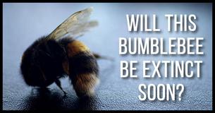 It's Official - This Bee Has Been Added To The Endangered Species List It's Official - This Bee Has Been Added To The Endangered Species List