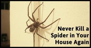 Why You Should Never Kill Spiders in Your House Why You Should Never Kill Spiders in Your House