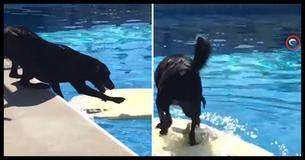 This Genius Dog Figured Out How To Get A Tennis Ball Out Of The Pool Without Getting Wet This Genius Dog Figured Out How To Get A Tennis Ball Out Of The Pool Without Getting Wet
