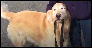 Senior Dog Walks Himself To Visit His Neighbors Every Day - The Reason Why Has Our Eyes Watering Senior Dog Walks Himself To Visit His Neighbors Every Day - The Reason Why Has Our Eyes Watering