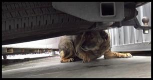 This Scared German Shepherd Sounds Exactly Like A Human When He Cries This Scared German Shepherd Sounds Exactly Like A Human When He Cries