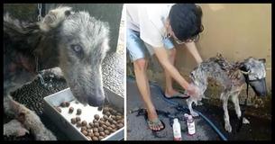 Malnourished Husky Was Just Skin And Bones - 10 Months Later She's Gone Through A Miraculous Change Malnourished Husky Was Just Skin And Bones - 10 Months Later She's Gone Through A Miraculous Change