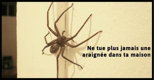 Voici pourquoi tu ne devrais jamais tuer des araignées dans ta maison Voici pourquoi tu ne devrais jamais tuer des araignées dans ta maison