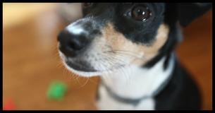 Dog's Unusual Talent Discovered By Adoptive Owner Dog's Unusual Talent Discovered By Adoptive Owner