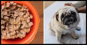Dog Dies After Eating Popular Dog Food. FDA Finds Euthanasia Drug In These Well-Known Dog Food Brands Dog Dies After Eating Popular Dog Food. FDA Finds Euthanasia Drug In These Well-Known Dog Food Brands