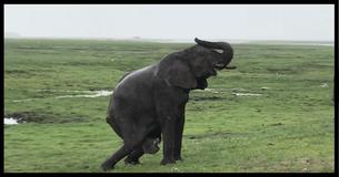 Elefante dá à luz enquanto turistas em um safári assistem, depois sua manada se junta a ela
Elefante dá à luz enquanto turistas em um safári assistem, depois sua manada se junta a ela
