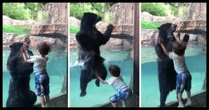 Viral Video Catches A Bear Imitating A Young Boy In The Most Adorable Way We've Ever Seen Viral Video Catches A Bear Imitating A Young Boy In The Most Adorable Way We've Ever Seen