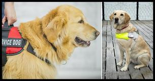 If You See A Service Dog Without It's Owner, This Is The Right Way To React If You See A Service Dog Without It's Owner, This Is The Right Way To React