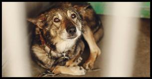 New Law Says Animal Abusers Will Finally Be Treated On The Same Level As Sex Offenders New Law Says Animal Abusers Will Finally Be Treated On The Same Level As Sex Offenders