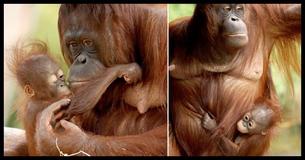 Baby Orangutan Shows His Mother How Much He Loves Her With A Kiss On The Cheek Baby Orangutan Shows His Mother How Much He Loves Her With A Kiss On The Cheek