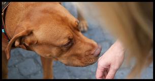 Research Confirms What We Knew All Along: Dogs Really Can Sniff Out Bad People From Good People Research Confirms What We Knew All Along: Dogs Really Can Sniff Out Bad People From Good People