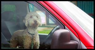 Here's 5 Things You Need To Know Before Rescuing A Pet From A Hot Car This Summer Here's 5 Things You Need To Know Before Rescuing A Pet From A Hot Car This Summer