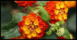 Here Are 8 Easy To Grow Garden Flowers Here Are 8 Easy To Grow Garden Flowers