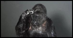 Koko The Gorilla Left A Bold Message For Humankind Before She Passed Away Koko The Gorilla Left A Bold Message For Humankind Before She Passed Away