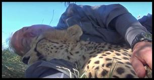 A Man Was Taking A Nap When A Cheetah Appeared And Did Something Completely Strange A Man Was Taking A Nap When A Cheetah Appeared And Did Something Completely Strange