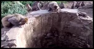 These Adorable Monkeys Show True Heroism When They Rescue A Leopard That Is About To Drown These Adorable Monkeys Show True Heroism When They Rescue A Leopard That Is About To Drown