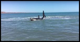 Footage Of Great White Shark Swimming In Shallow Water Goes Viral Footage Of Great White Shark Swimming In Shallow Water Goes Viral