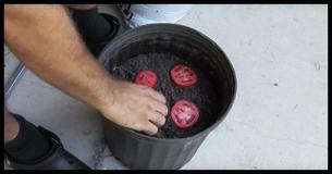 Stop Buying Tomatoes. This Is How You Can Grow An Endless Supply Of Them Stop Buying Tomatoes. This Is How You Can Grow An Endless Supply Of Them