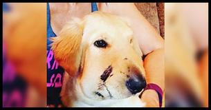 Brave Golden Retriever Saves Owner From Rattlesnake Bite Brave Golden Retriever Saves Owner From Rattlesnake Bite