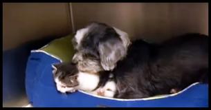 Rescuers Find A Dog Nursing An Abandoned Kitten Deep In A Ravine Rescuers Find A Dog Nursing An Abandoned Kitten Deep In A Ravine