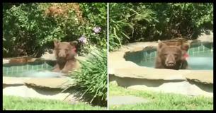 This Bear That Chills In A Jacuzzi Before Drinking A Margarita And Taking A 2-Hour Nap Is The Hero 2018 Deserves This Bear That Chills In A Jacuzzi Before Drinking A Margarita And Taking A 2-Hour Nap Is The Hero 2018 Deserves
