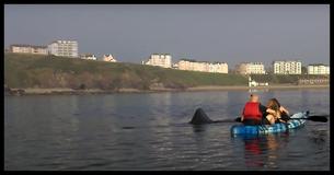 Watch This Group Of Kayakers Get Up-Close And Personal With One Of The World's Largest Fish Watch This Group Of Kayakers Get Up-Close And Personal With One Of The World's Largest Fish