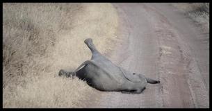 Este bebê elefante fez birra como uma criança humana e foi completamente ignorado pelos adultos Este bebê elefante fez birra como uma criança humana e foi completamente ignorado pelos adultos