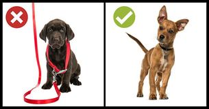 12 Ways You Might Be Unintentionally Hurting Your Dog 12 Ways You Might Be Unintentionally Hurting Your Dog