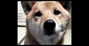 Mom Asks Dog To ‘Bark Softly’- What He Does Next Has The Internet Cracking Up Mom Asks Dog To ‘Bark Softly’- What He Does Next Has The Internet Cracking Up