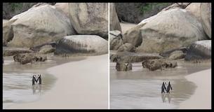 These Adorable Penguins In Love Strolling Along The Beach Have Captured Our Hearts These Adorable Penguins In Love Strolling Along The Beach Have Captured Our Hearts