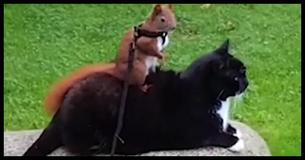 After This Man Rescues A Baby Squirrel From His Yard, An Unlikely Pet Adopts It - His Cat After This Man Rescues A Baby Squirrel From His Yard, An Unlikely Pet Adopts It - His Cat