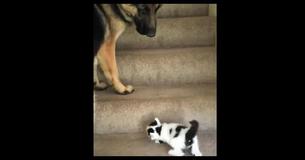 This Dog Helping A Tiny Kitten Go Upstairs Is The Best Thing You'll See Today This Dog Helping A Tiny Kitten Go Upstairs Is The Best Thing You'll See Today