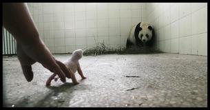 El personal del zoológico estaba preocupado de que la mamá panda rechazara a su cría hasta que las cámaras captaron el momento en que sus instintos la hicieron actuar El personal del zoológico estaba preocupado de que la mamá panda rechazara a su cría hasta que las cámaras captaron el momento en que sus instintos la hicieron actuar