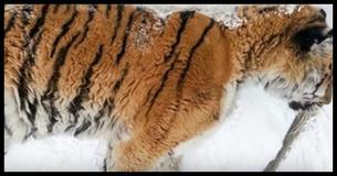 Man Can't Open Front Door Only To Find Injured Tiger Desperately Seeking Help Man Can't Open Front Door Only To Find Injured Tiger Desperately Seeking Help