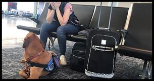 Service Dog Notices Owner Starting To Shake, Its Next Move Caught On Camera Service Dog Notices Owner Starting To Shake, Its Next Move Caught On Camera